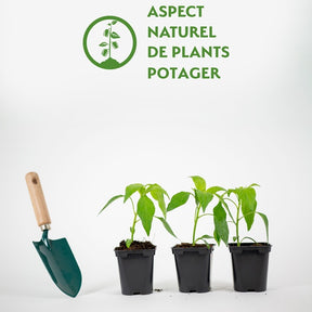 3 Plants de Piment Doux des Landes - Capsicum frutescens  doux des landes - Willemse
