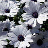 3 Marguerites du Cap blanches - Willemse