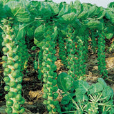 Chou de Bruxelles Roodnerf - Brassica oleracea roodnerf - Potager