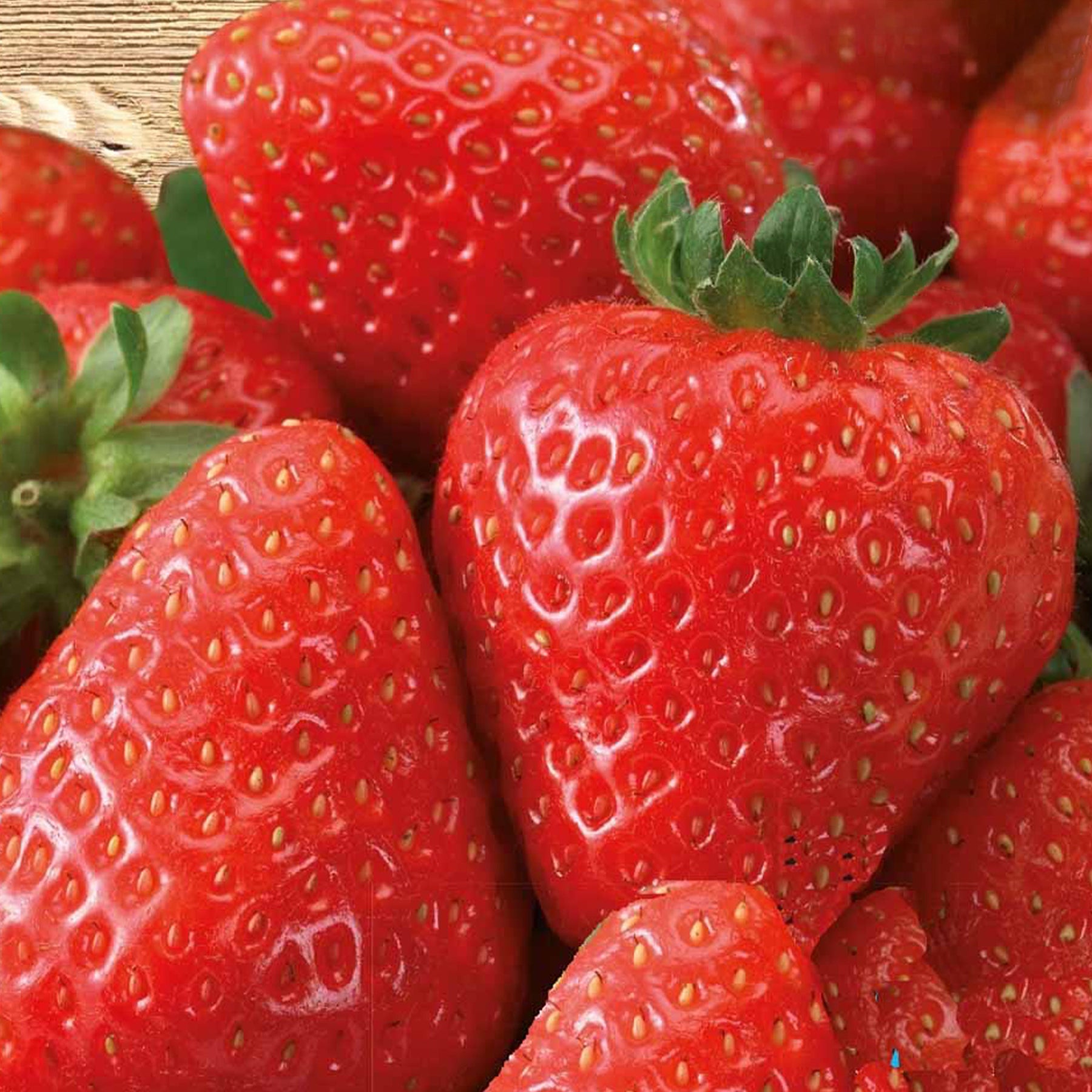 Fraisier à gros fruits Grandian F1 - Willemse