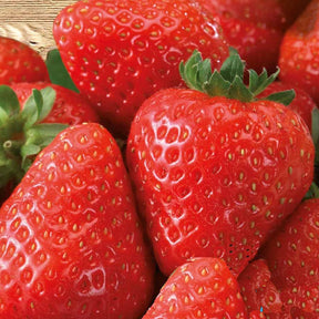 Fraisier à gros fruits Grandian F1 - Willemse
