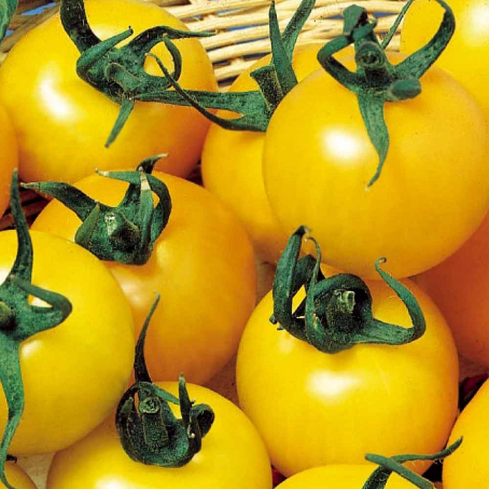 Tomate à fruits jaune Goldene Königin - Solanum lycopersicum goldene königin - Potager