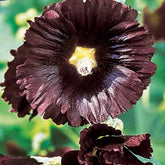 Rose Trémière simple noir Jet Black - Alcea rosea var. nigra - Potager