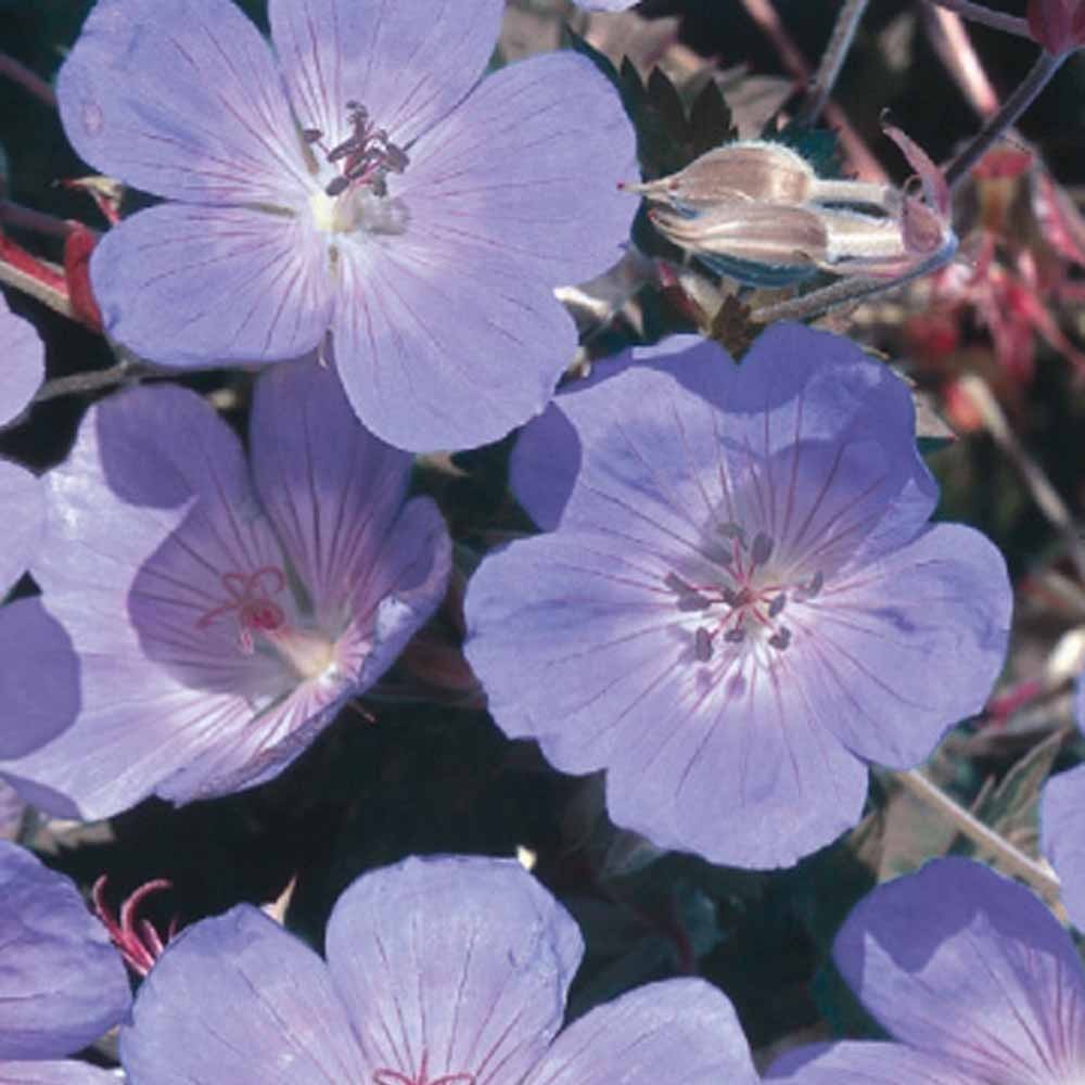Géranium vivace bleu - Geranium pratense - Potager
