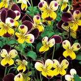 Violette cornue Helen Mount - Pensée - Viola cornuta helen mount - Potager