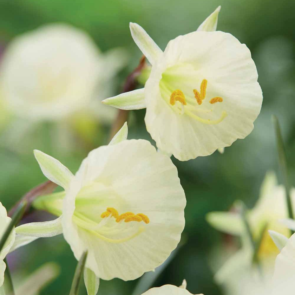 Narcisse Artic Bells - Narcissus artic bells - Plantes