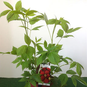 Framboisier Zeva - Rubus idaeus zeva - Plantes