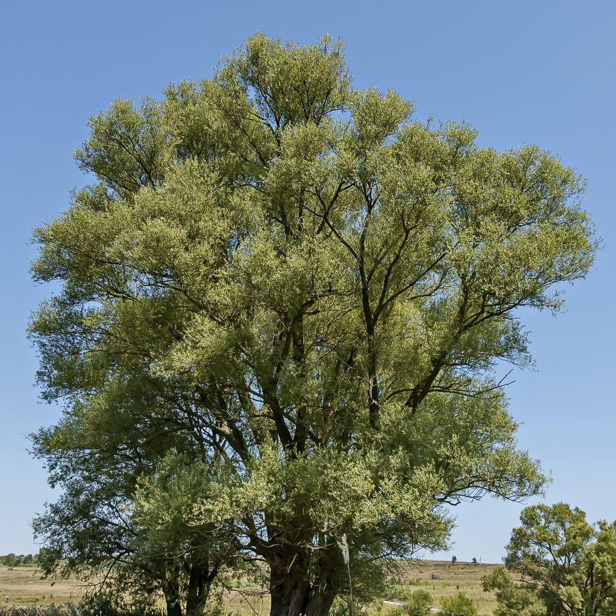 Saule blanc - Salix alba - Plantes
