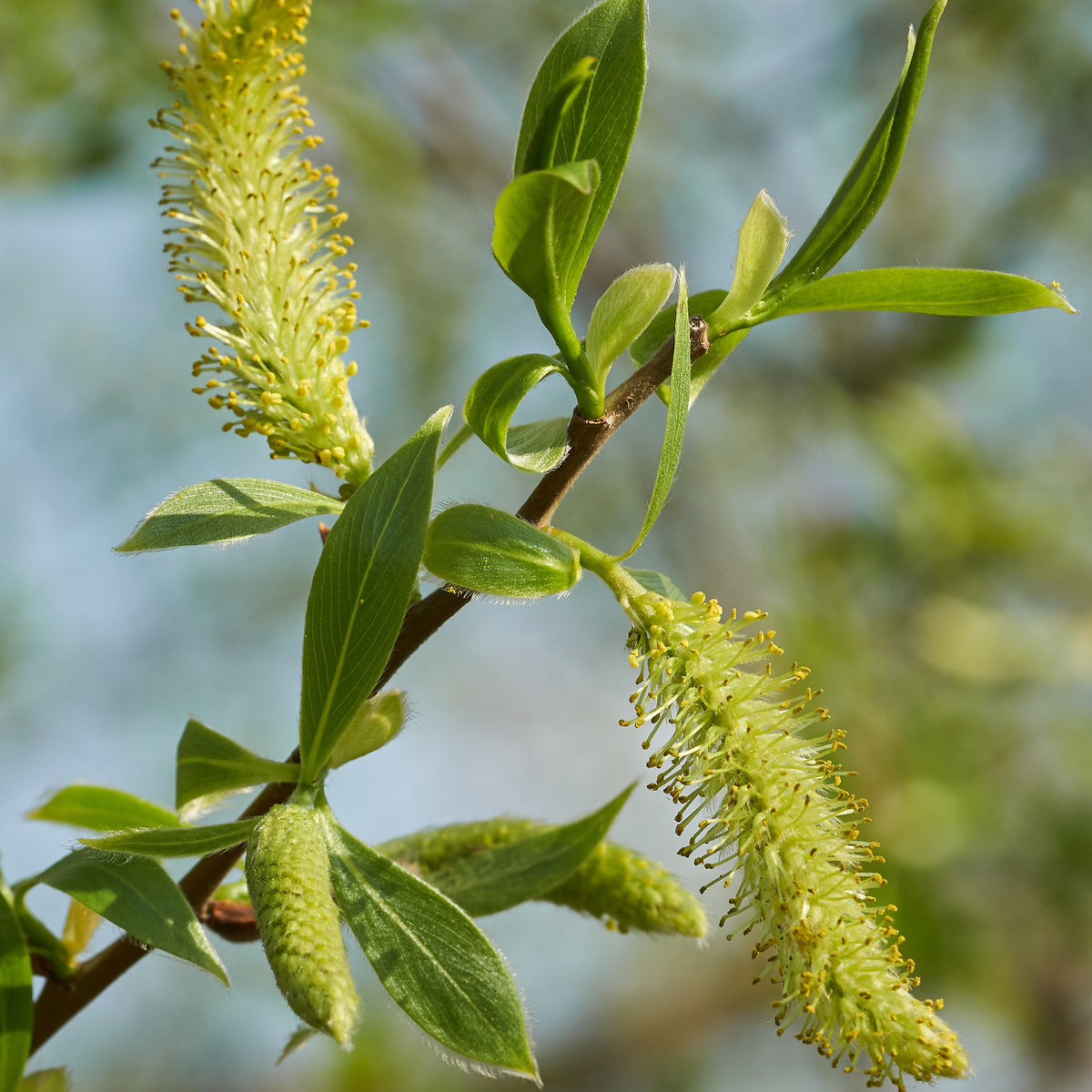 Saule blanc - Salix alba - Arbres