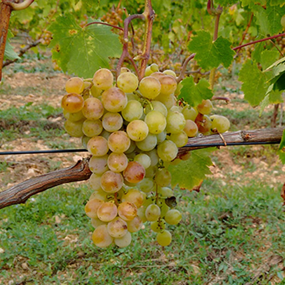 Vigne Muscat Alexandrie - Vitis vinifera muscat d'alexandrie - Fruitiers Arbres et arbustes