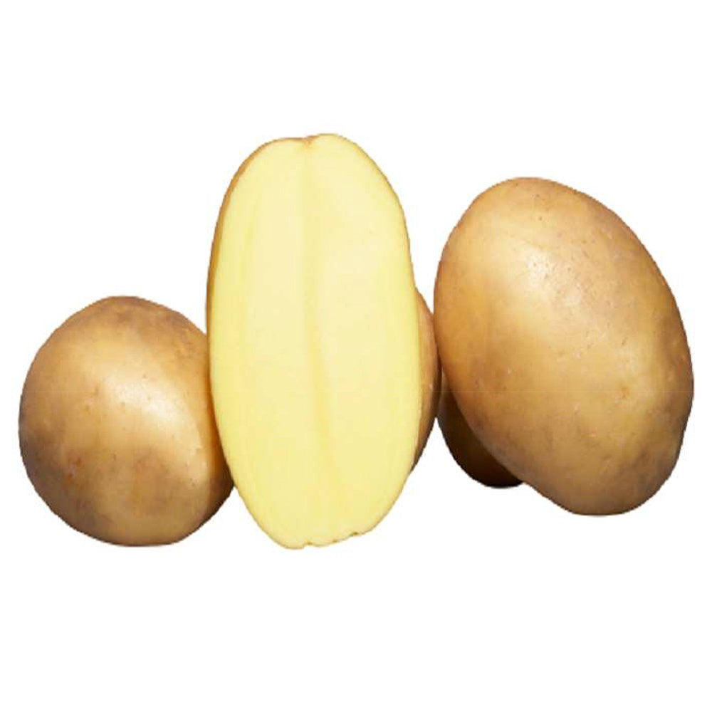 25 Pommes de terre Osiris Bio - Solanum tuberosum osiris - Potager