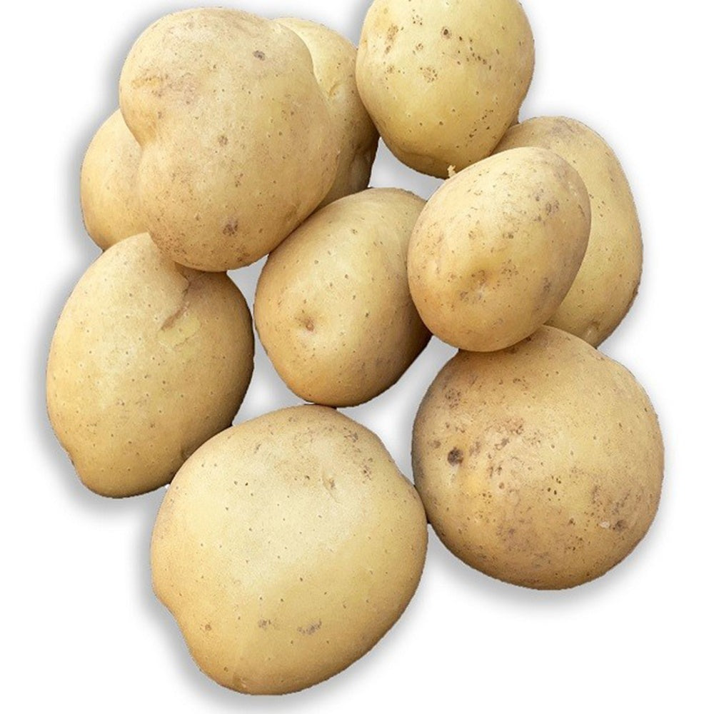25 Pommes de terre Vitabella Bio - Solanum tuberosum vitabella - Willemse