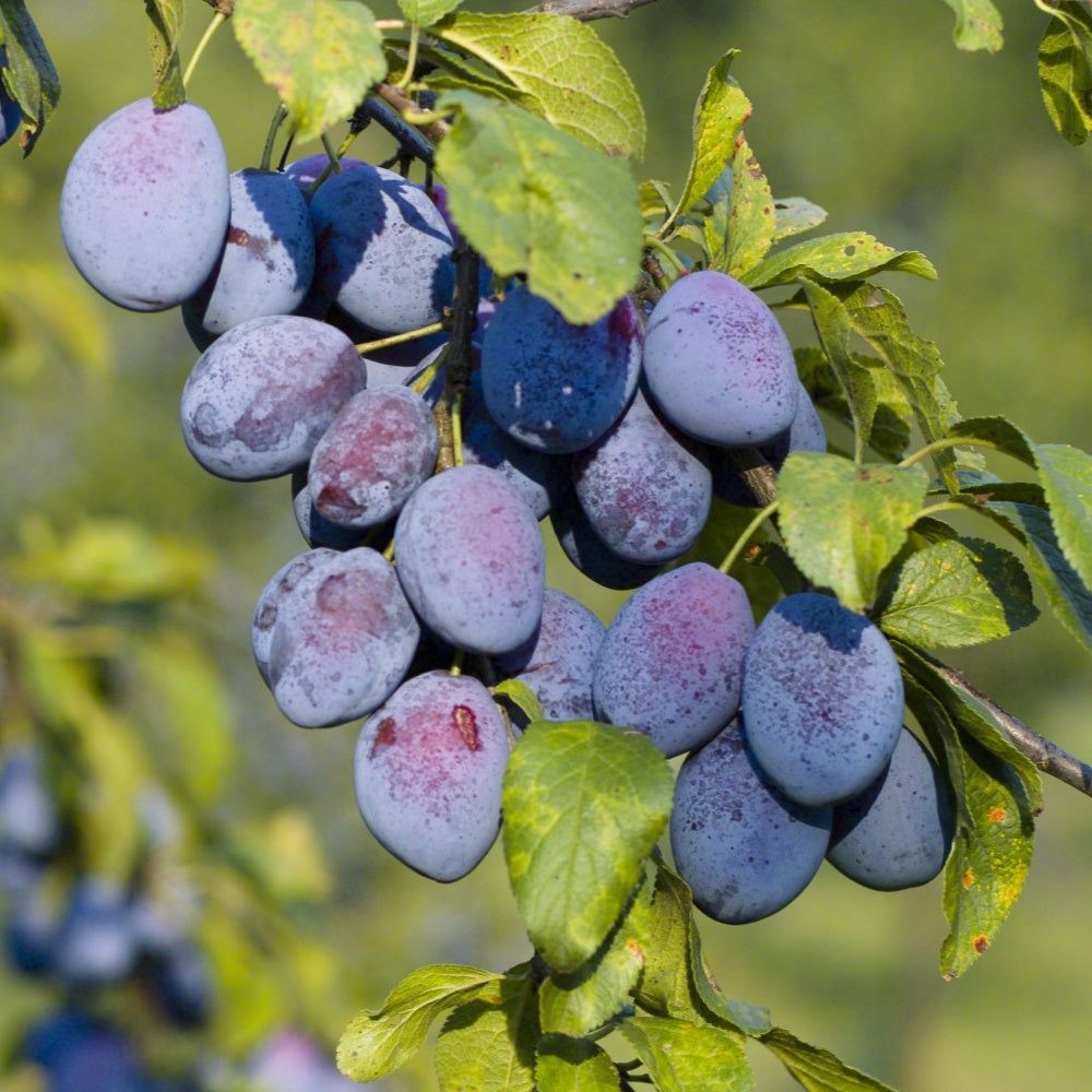 Prunier Agen - Prunus domestica agen - Plantes
