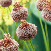 2 Alliums Forelock - Willemse
