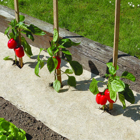 Toile de paillage naturel - Willemse