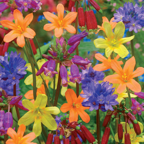 25 Bulbes pour bordures, pots et balcons en mélange - Willemse