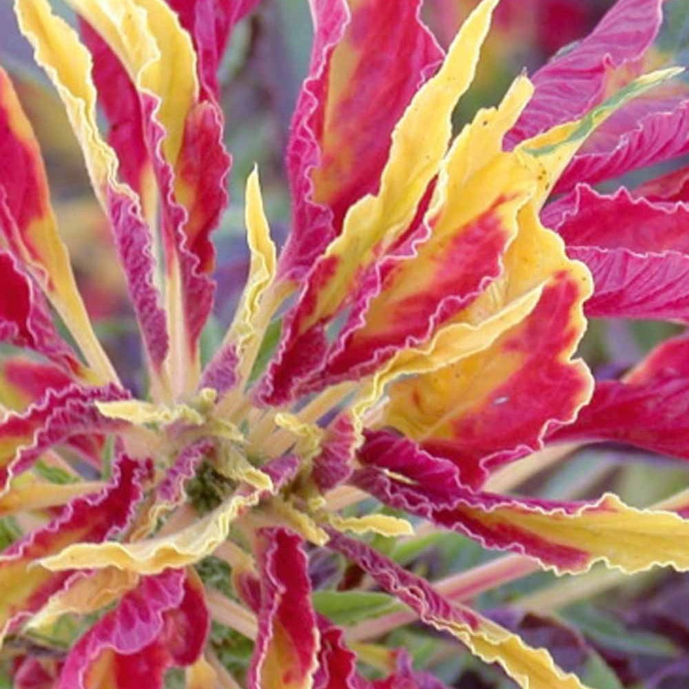 Amarante tricolore comestible Garden Select - Amaranthus gangeticus - Potager