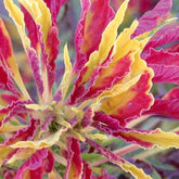 Amarante tricolore comestible Garden Select - Amaranthus gangeticus - Potager