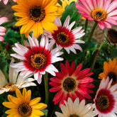 Arctotis à grandes fleurs Harlequin en mélange