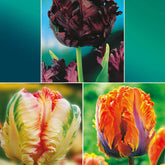 Collection de 24 Tulipes perroquet : Princesse Irene, Black Parrot, Apric - Willemse