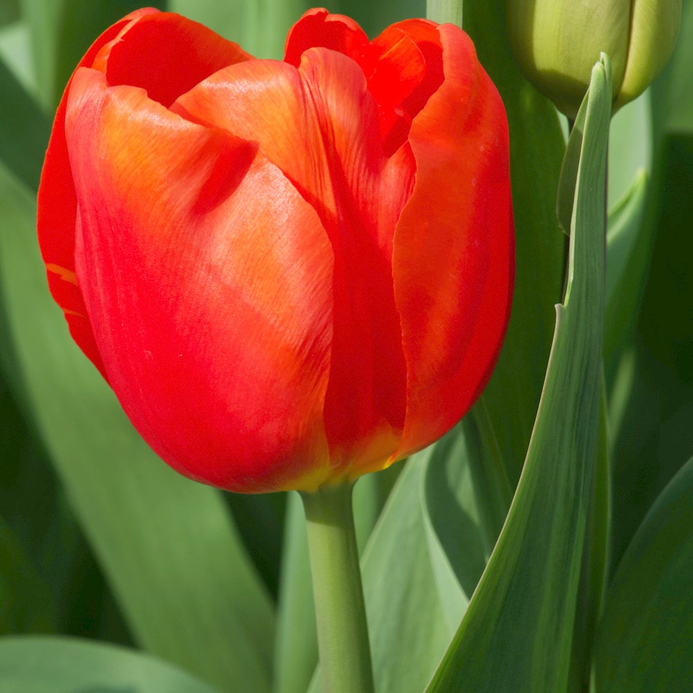 10 Tulipes Triomphe Cadans - Tulipa 'cadans' - Plantes