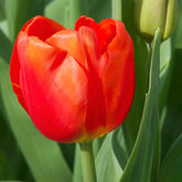 10 Tulipes Triomphe Cadans - Willemse