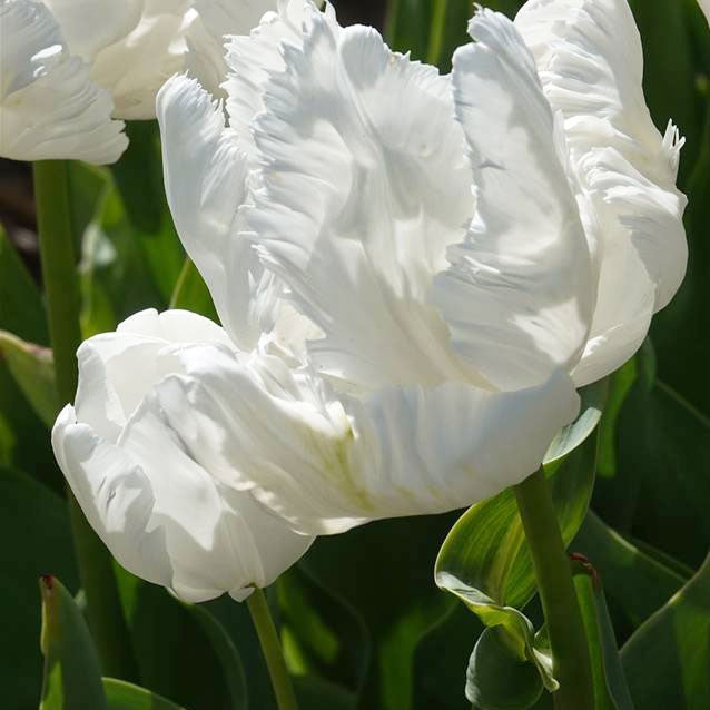 7 Tulipes perroquet White Parrot - Tulipa 'white parrot' - Plantes