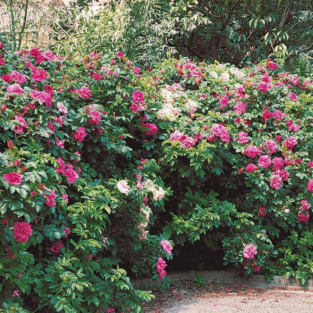 Rosier rugueux rose foncé - Rosa rugosa rubra - Rosiers