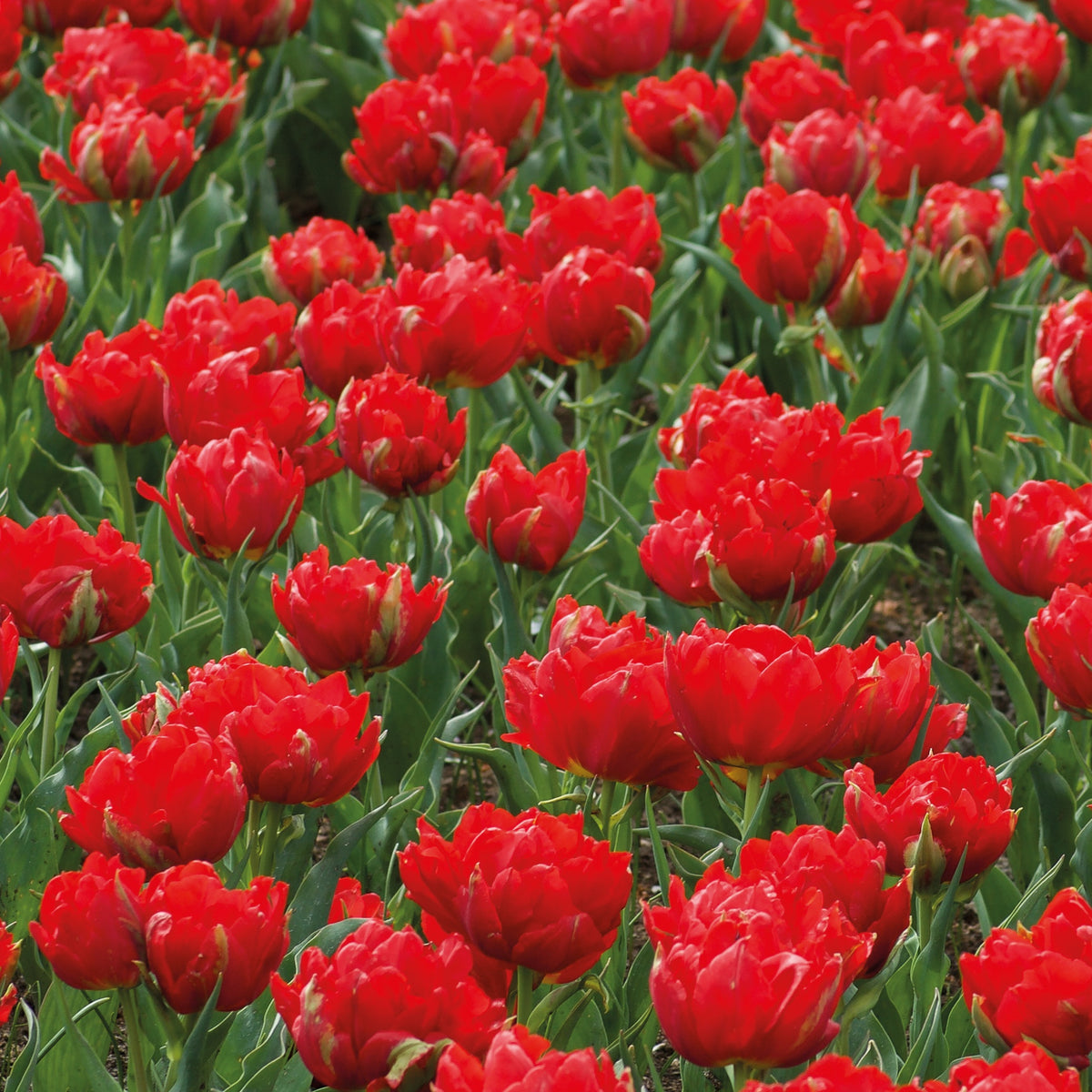 7 Tulipes doubles rouges Abba - Tulipa abba - Plantes