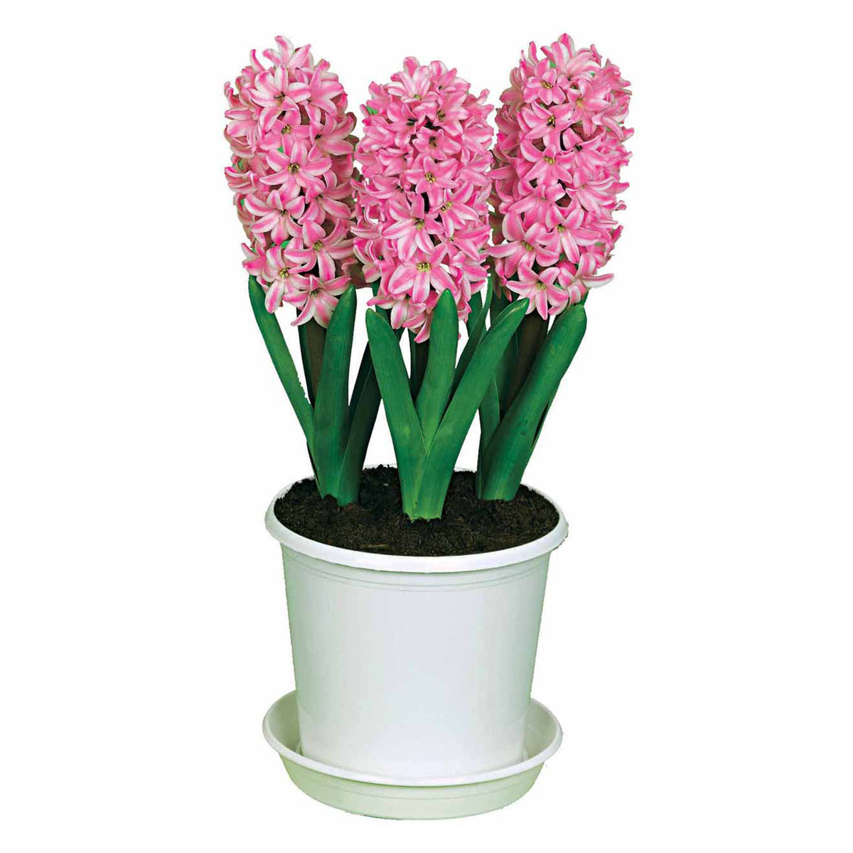 3 Jacinthes préparées roses + pot blanc - Willemse