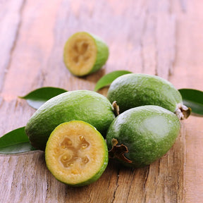 Vente Goyavier du Bresil - Goyavier