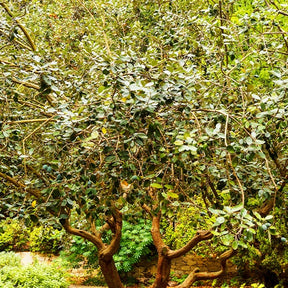 Vente Goyavier - Goyavier du Bresil