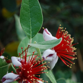 Goyavier du Bresil - Willemse