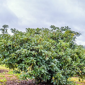 Avocatier 'Hass' - Persea americana variété hass