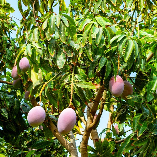 Manguier 'Osteen' - Mangifera indica osteen - Arbres fruitiers exotiques