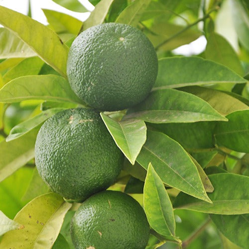 Limettier - Citrus aurantifolia - Plantes