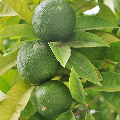 Citronnier limettier - Citrus aurantifolia - Plantes
