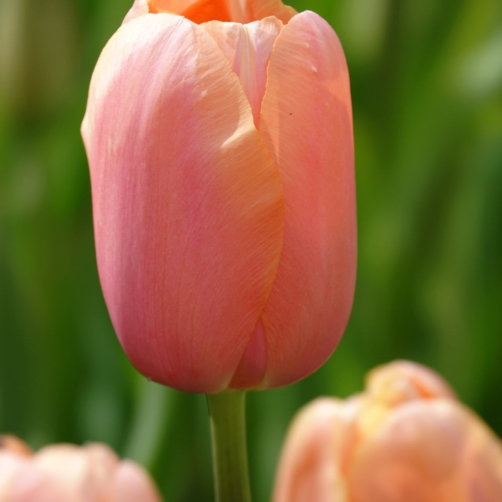 7 Tulipes Menton - Tulipa 'menton' - Plantes