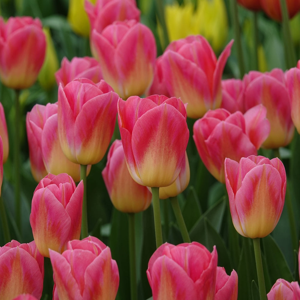 7 Tulipes Triomphe Tom Pouce - Tulipa 'tom pouce' - Plantes