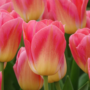 7 Tulipes Triomphe Tom Pouce - Tulipa 'tom pouce' - Willemse