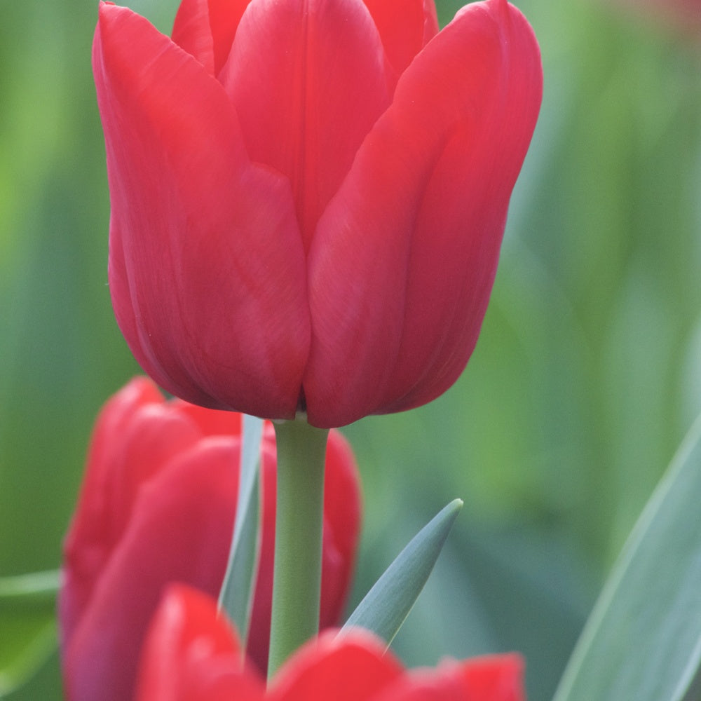 10 Tulipes Triomphe Ile de France - Tulipa 'ile de france' - Plantes
