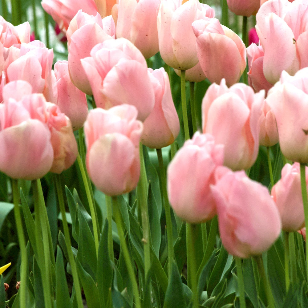 7 Tulipes Triomphe Apricot Beauty - Tulipa 'apricot beauty' - Plantes