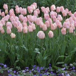7 Tulipes Triomphe Apricot Beauty - Tulipa 'apricot beauty' - Willemse