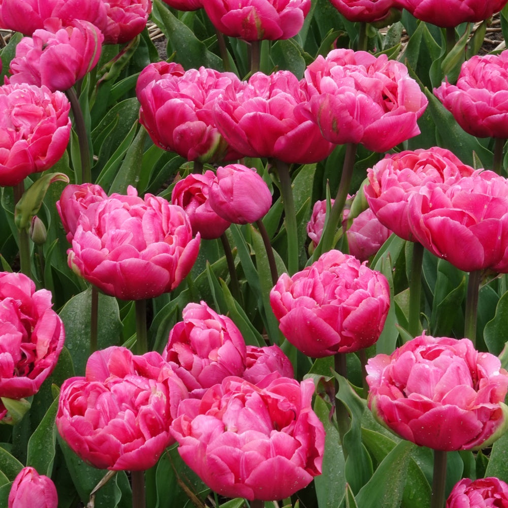 7 Tulipes doubles Amazing Grace - Tulipa 'amazing grace' - Bulbes à fleurs