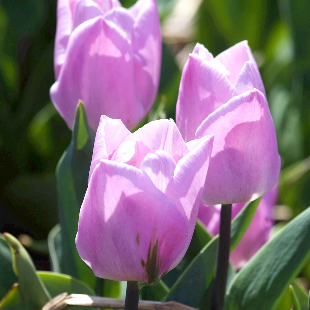 10 Tulipes Triomphe Candy Prince - Tulipa 'candy prince' - Plantes