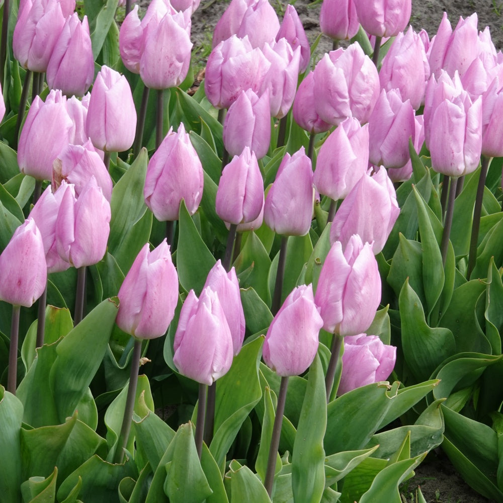 10 Tulipes Triomphe Candy Prince - Tulipa 'candy prince' - Bulbes à fleurs