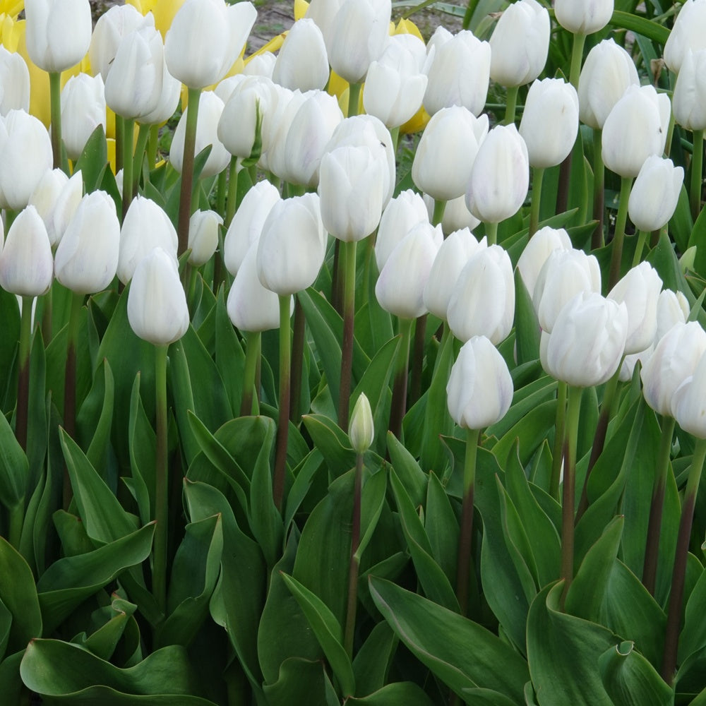 10 Tulipes Triomphe Royal Virgin - Tulipa 'royal virgin' - Plantes