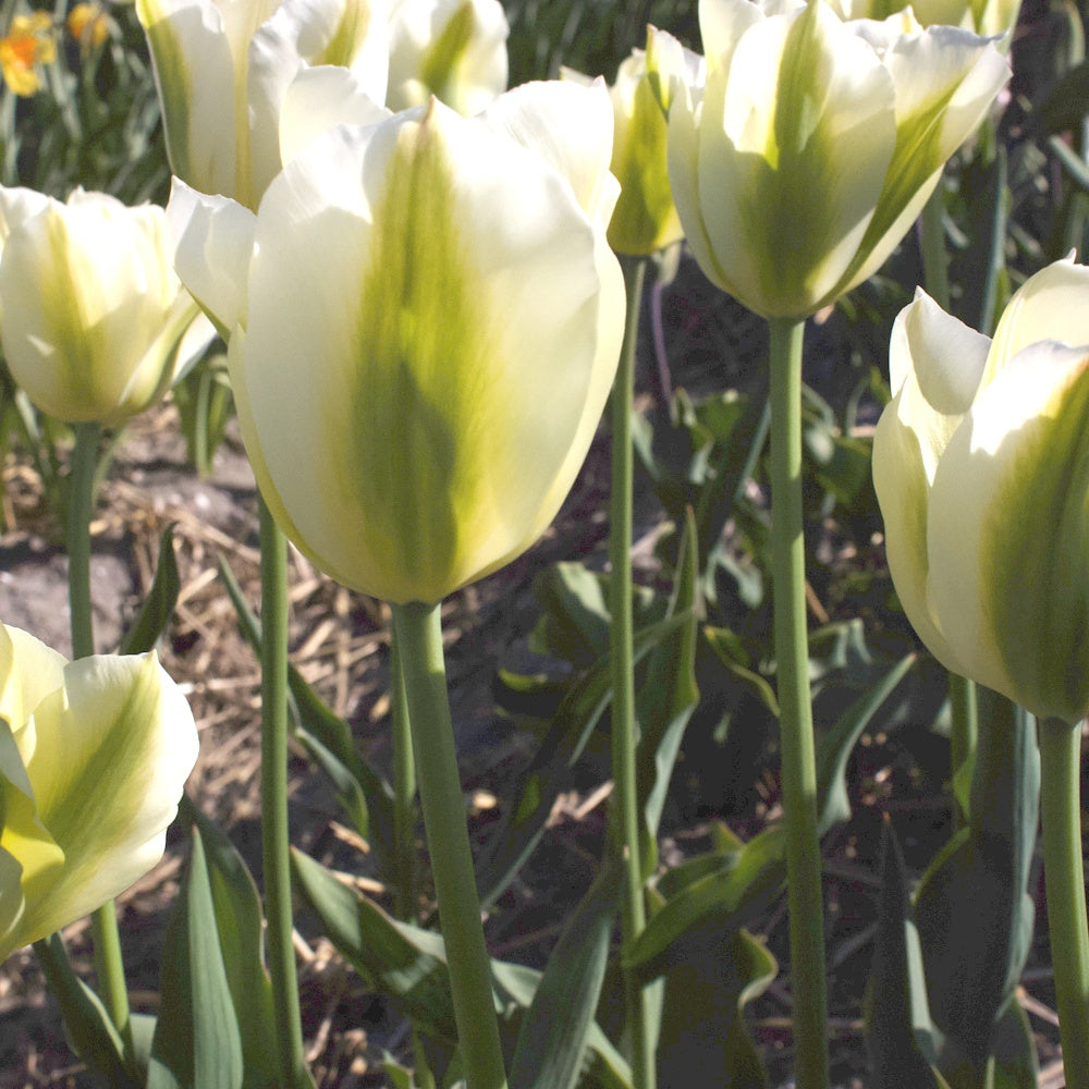 7 Tulipes Triomphe Green Spirit - Tulipa 'green spirit' - Bulbes à fleurs