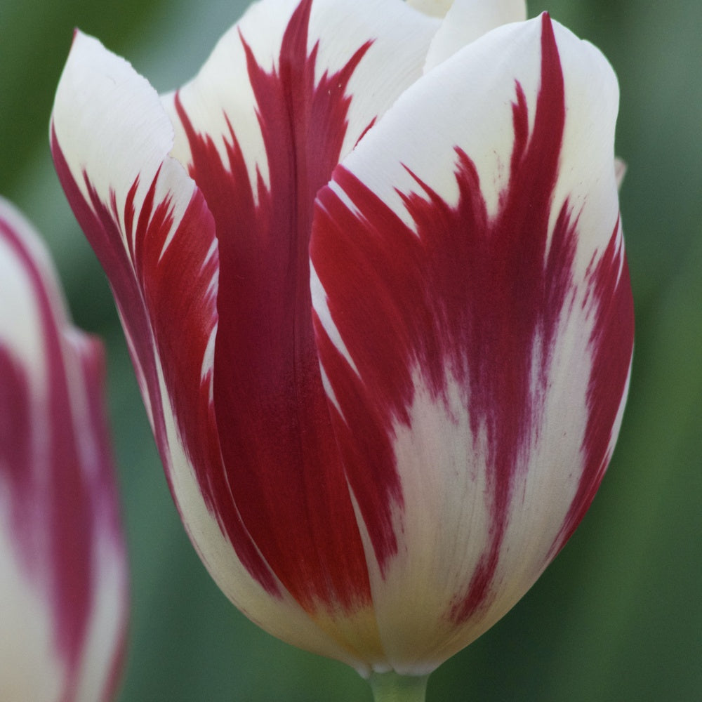 10 Tulipes Triomphe Grand Perfection - Tulipa 'grand perfection' - Plantes