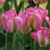 7 Tulipes Viridiflora Groenland - Willemse